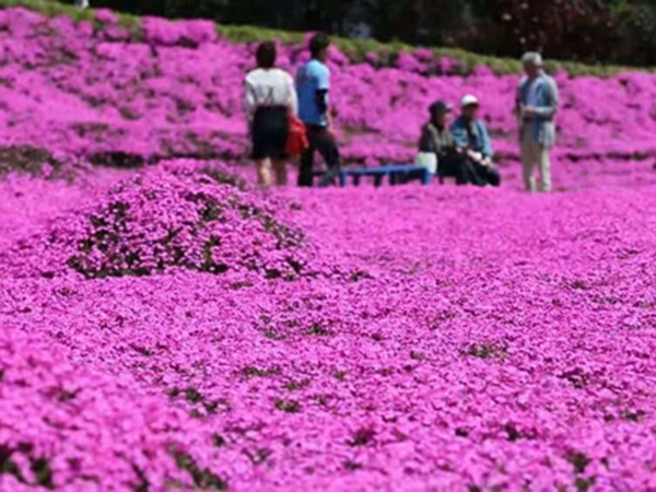 盛開的芝櫻花海