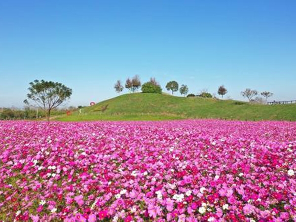 波斯菊花海